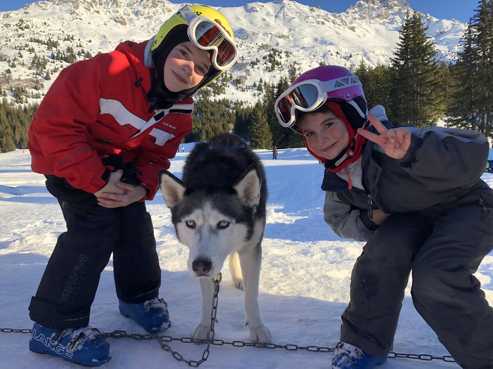 Chien de traîneau aux Carroz d'Arâches : où en faire et comment réserver